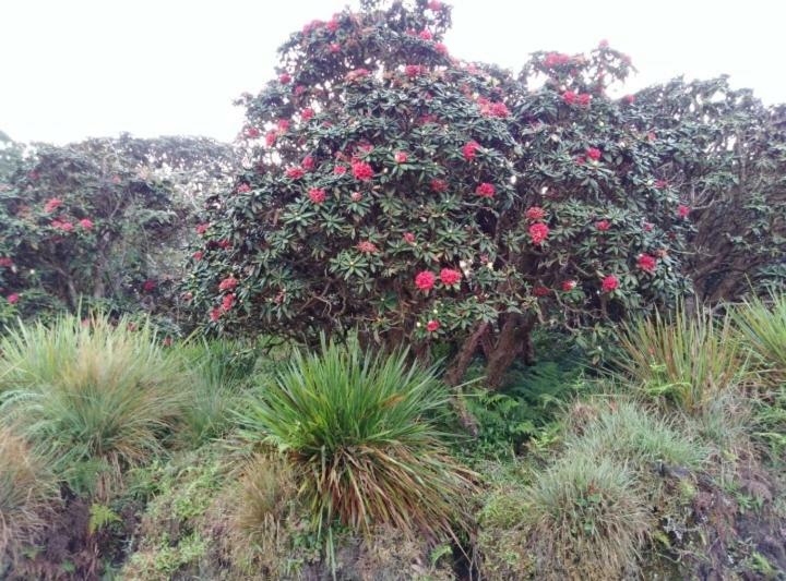 Forest Cyniciam Homestay Ohiya Esterno foto