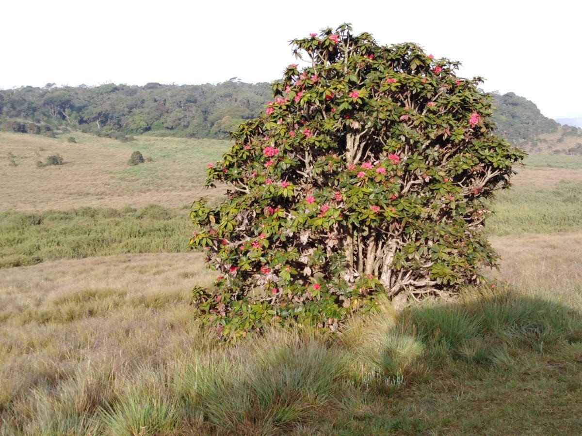 Forest Cyniciam Homestay Ohiya Esterno foto